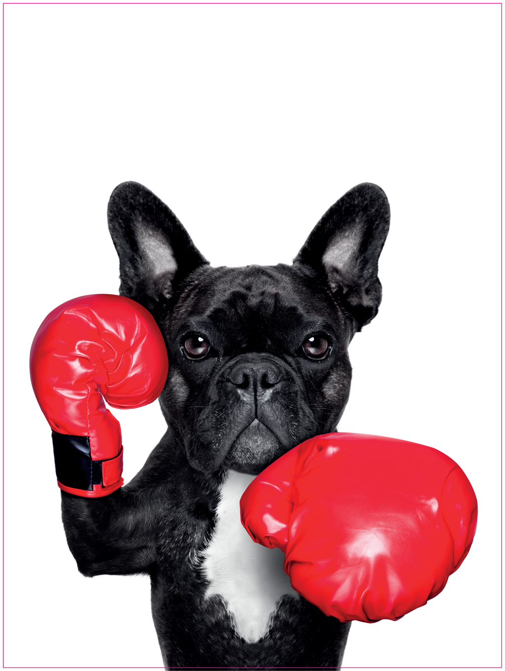 Poster - Boxender Hund