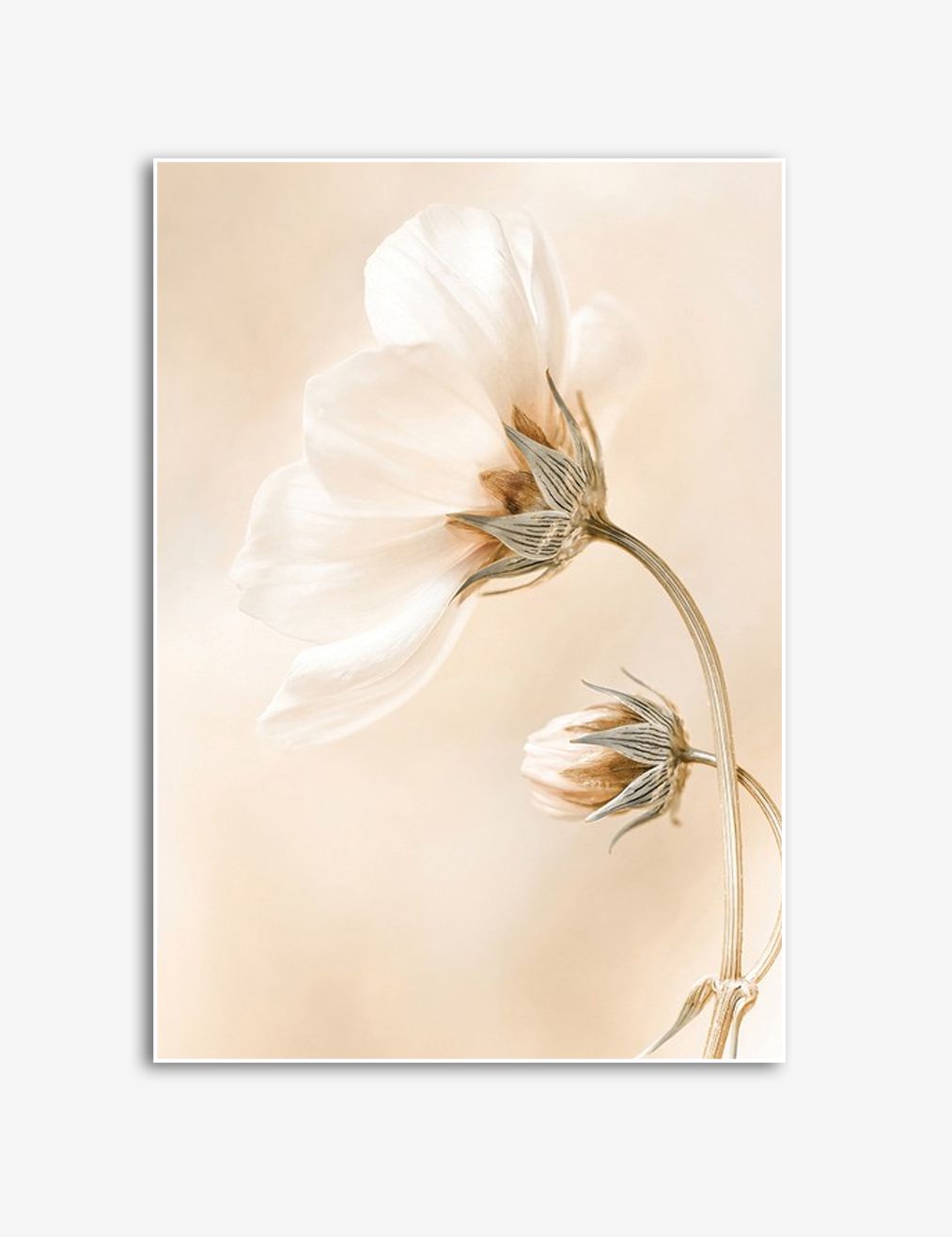 Elegantes Weißes Blüte Poster